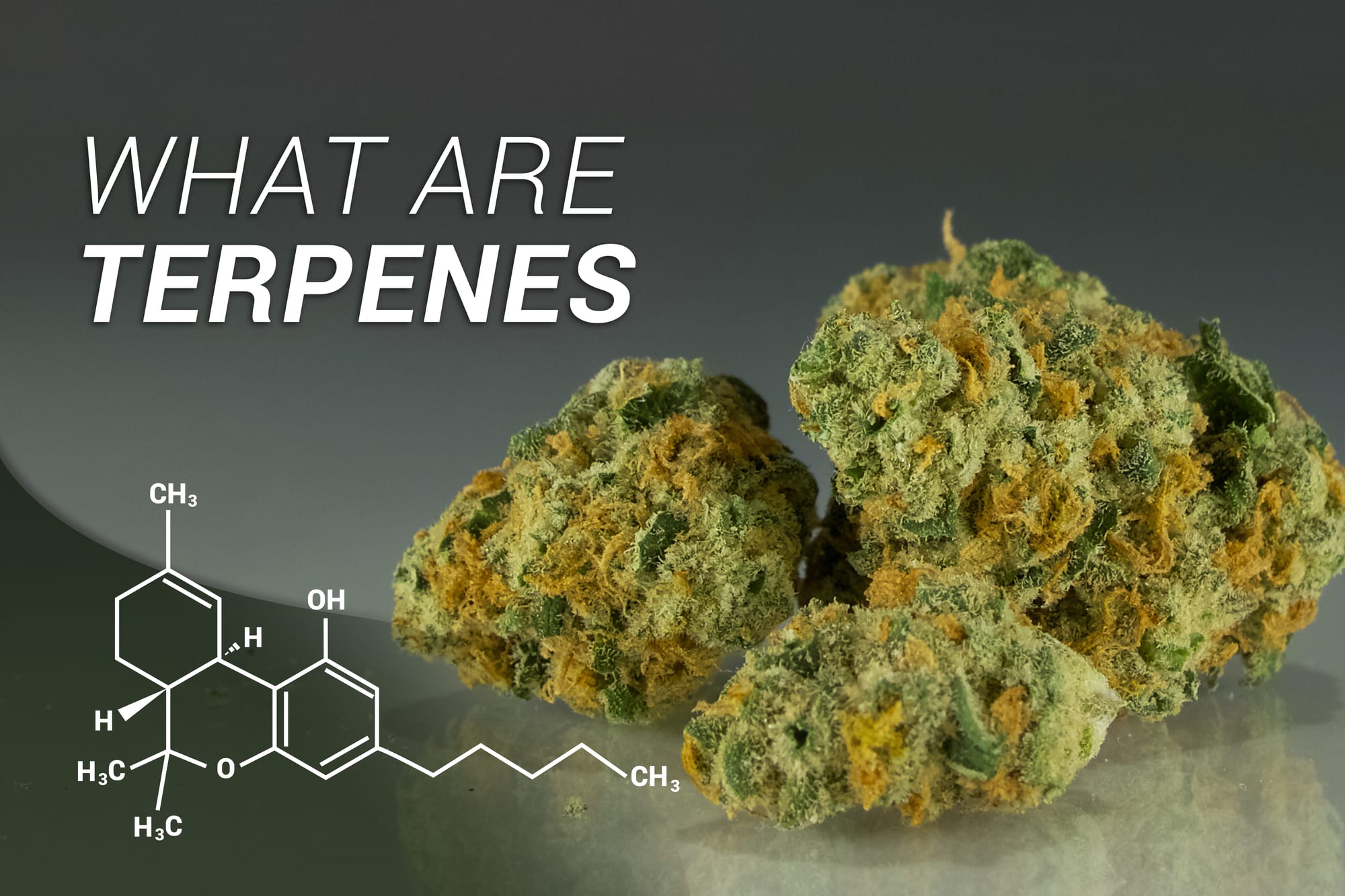 Featured image for “How Do Terpenes Affect CBD Products?”