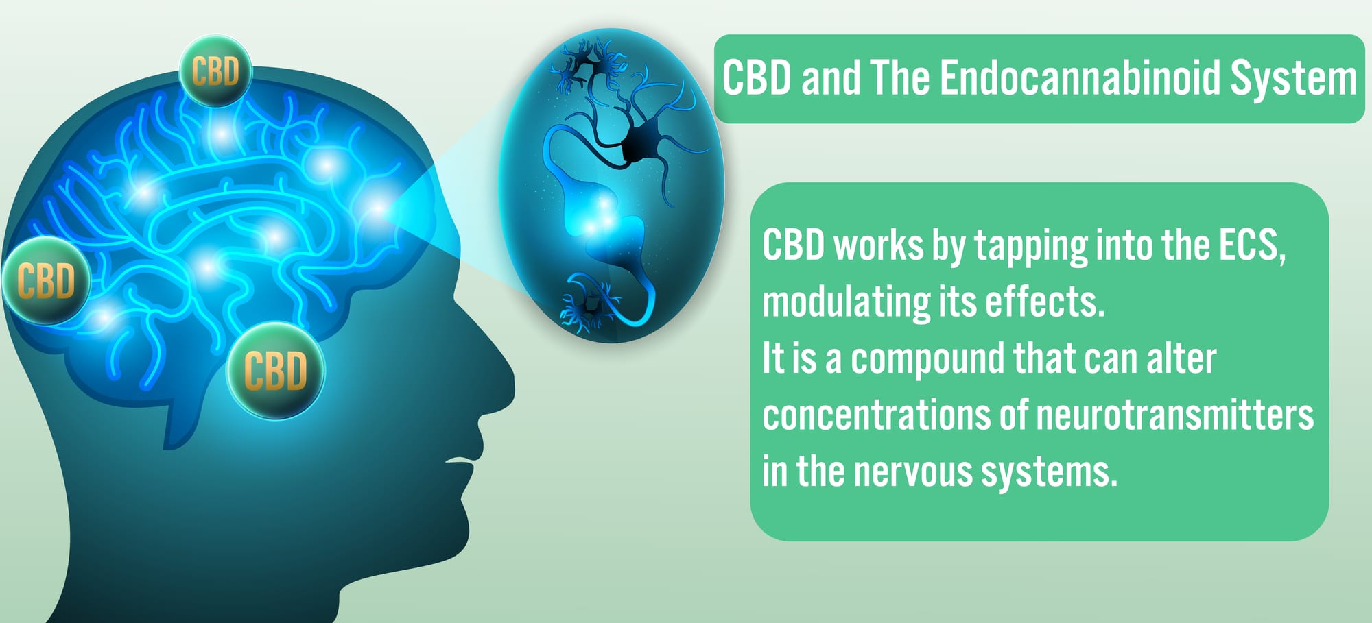 Featured image for “A Look at the Endocannabinoid System”