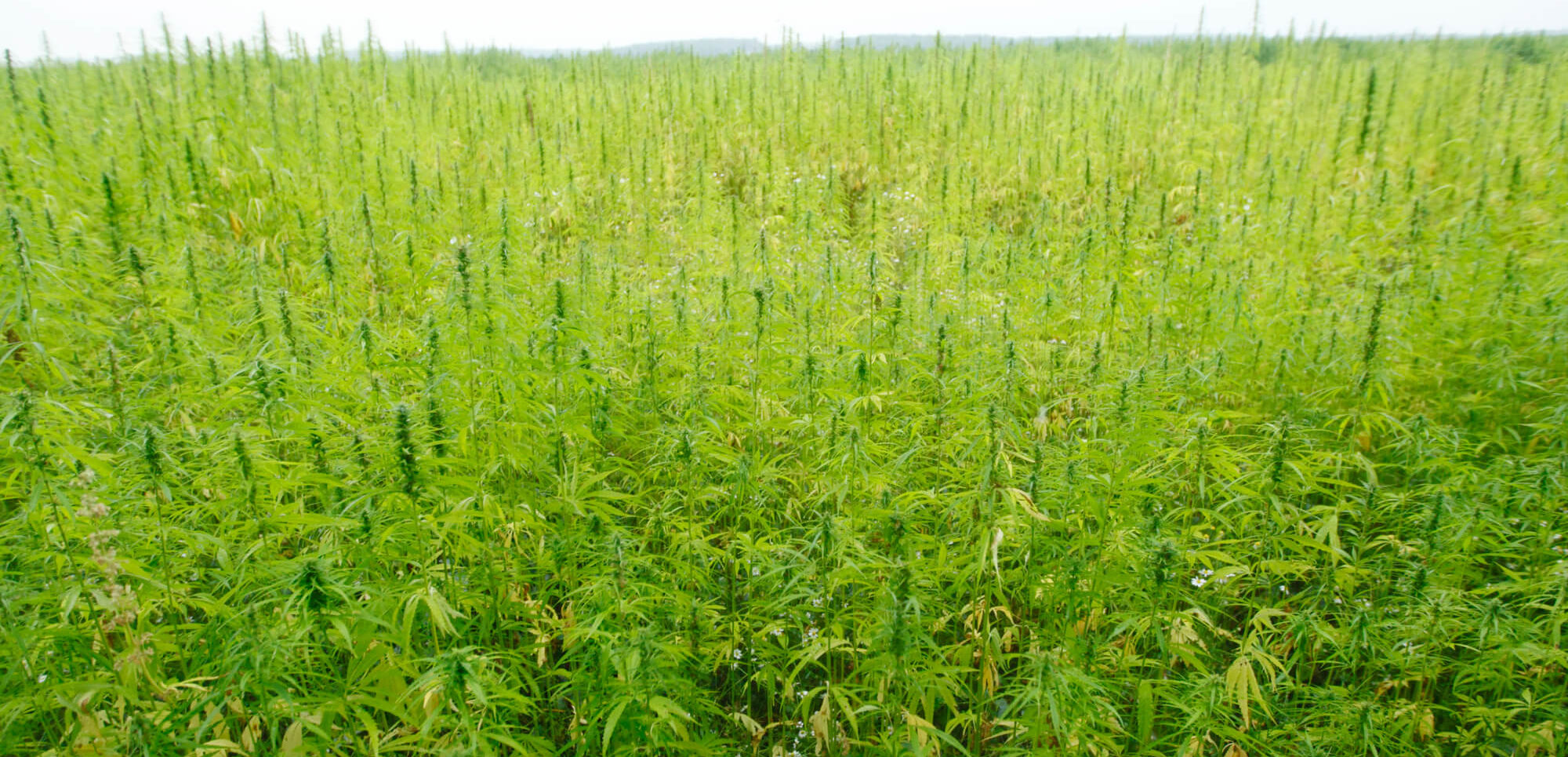 Featured image for “Why is Minnesota Ideal for Hemp Cultivation?”
